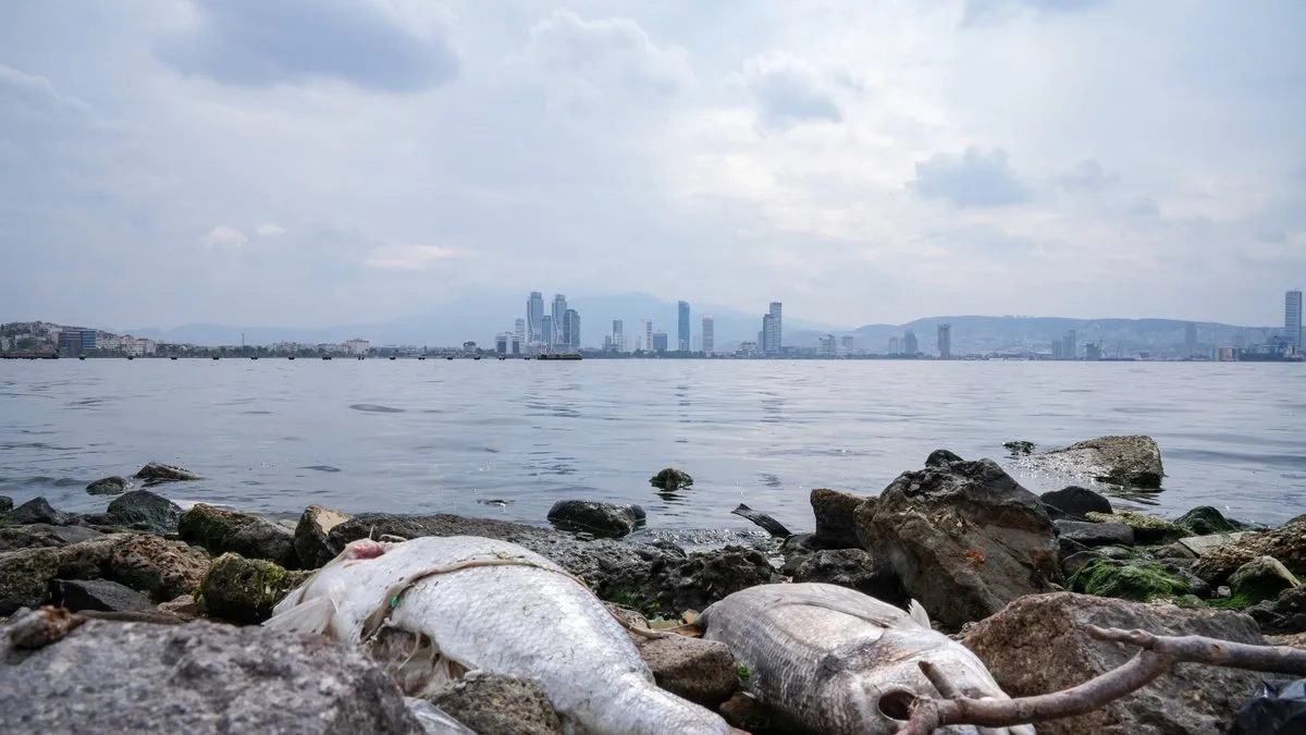 İzmir Körfezi’ndeki kötü koku ve balık ölümleri bitmiyor: Denizin rengi kahverengiye döndü
