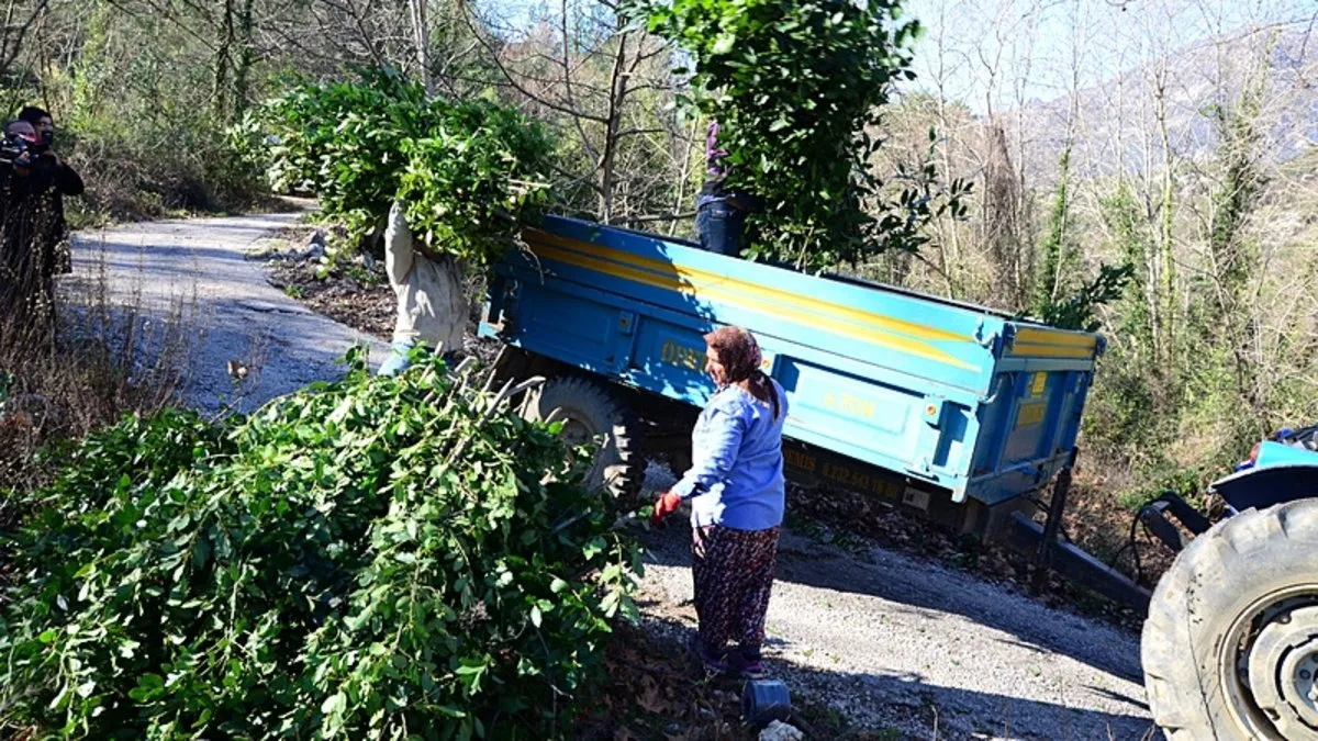 Köy halkı bayram etti!Avrupa ve Amerika’ya 300 ton gönderildi: İlaçta, kozmetikte her şey de kullanılıyor